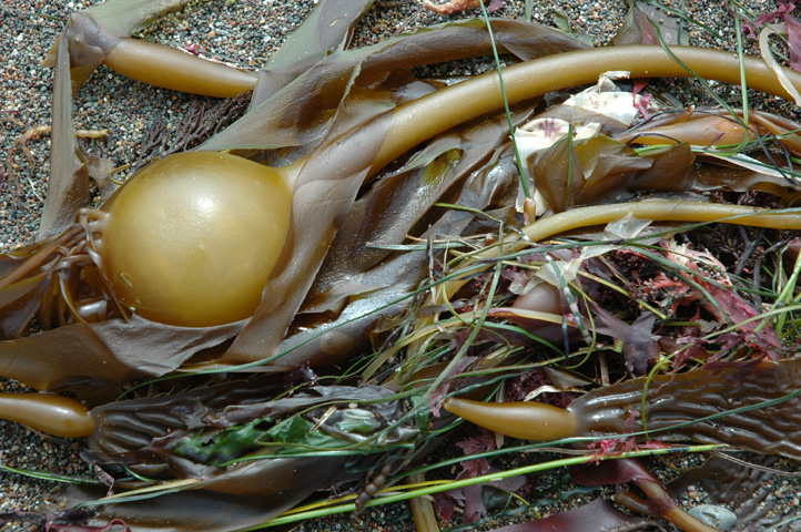 Moonstone Beach 012.jpg